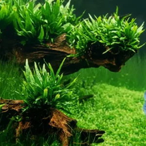 Mini-Javafarn (Microsorum pteropus -Mini-) -Topf- Kracherpreis